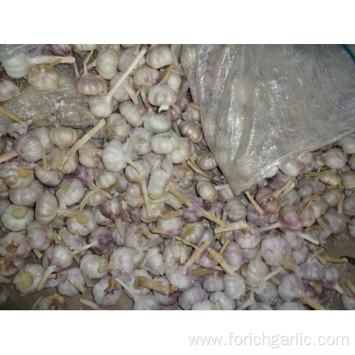 Export Standard Normal White Garlic Price